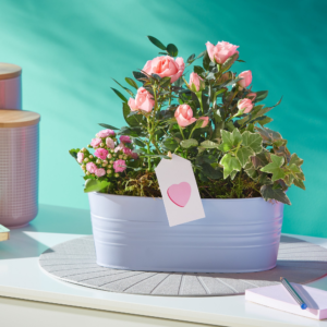 Plant of the month – Pretty Pastel Planter