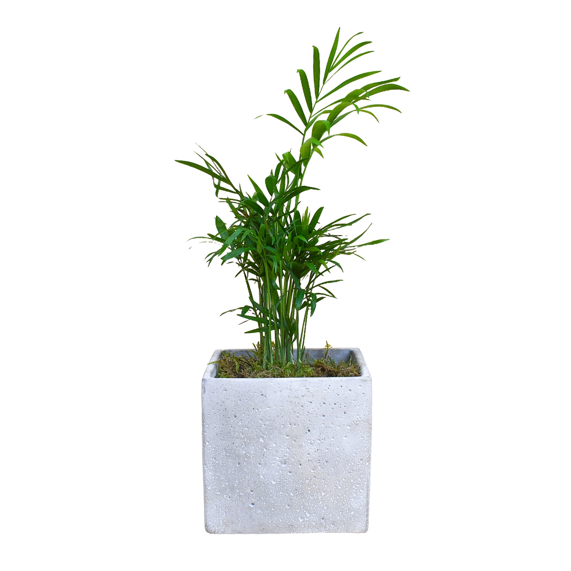 Parlour Palm