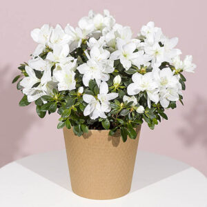 White Azalea Plant