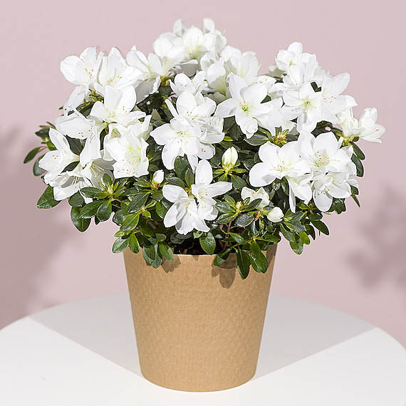 White Azalea Plant