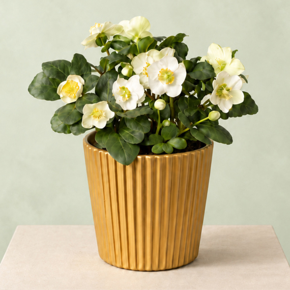 Christmas Helleborus In Gold Zinc Pot