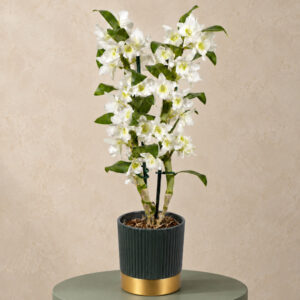 Dendrobium Orchid